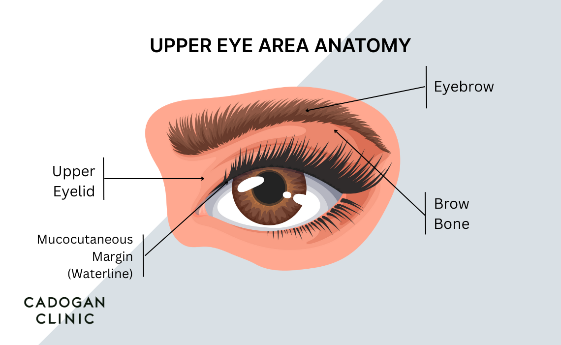 Infographic showing the key anatomical features of the upper eye